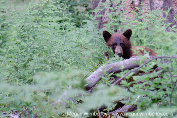 Bear picture clicked by Megan Wimberley at Yosemite